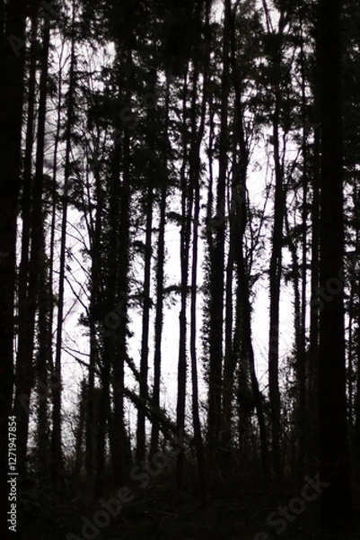 Obraz big trees in the forest at sunset