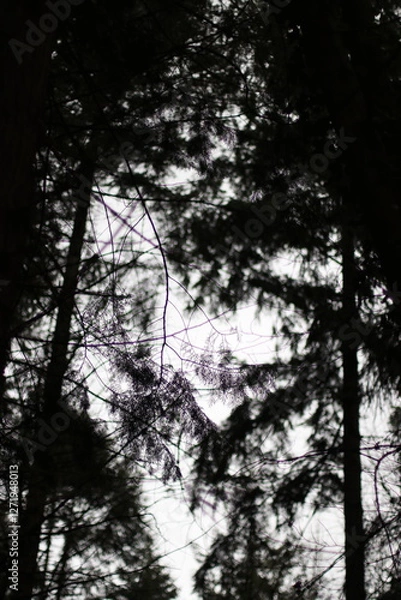 Obraz sunset in the forest