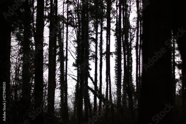 Obraz sunset in the forest