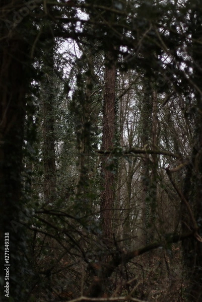 Obraz trees in the forest
