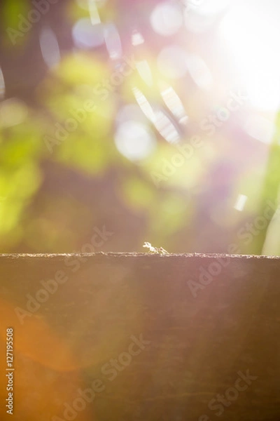 Obraz the ant are moving embryo on tree