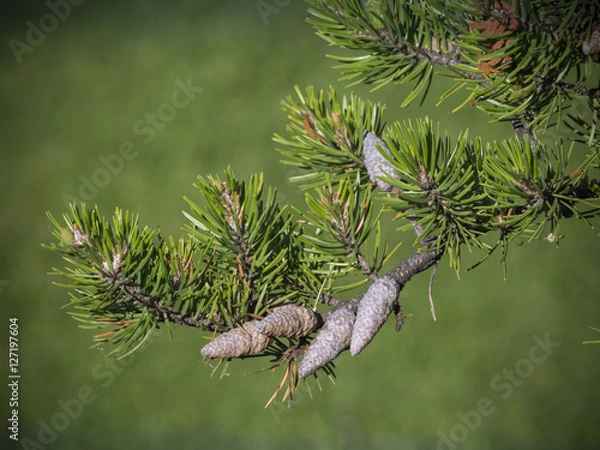 Obraz Jack pine branch