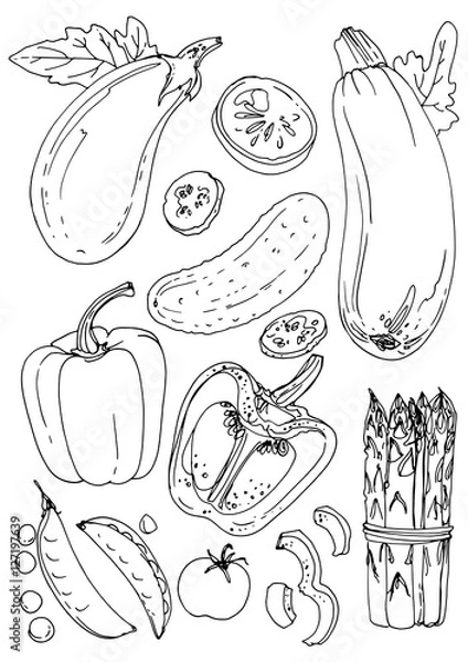 Obraz Set of vegetables. Fresh food. Pumpkins line drawn on a white background. Vector illustration. Coloring for adults