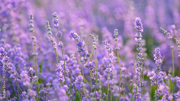 Obraz Blooming lavender