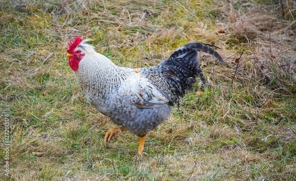 Obraz speckled rooster walking through a grass field
