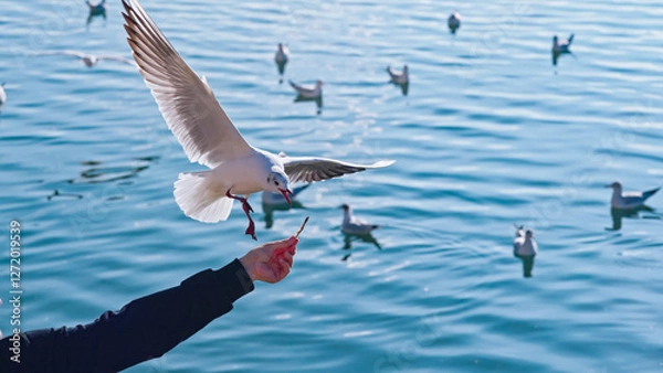 Obraz Seagulls on the water surface