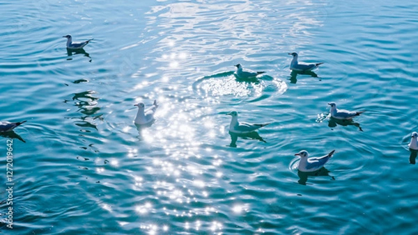Obraz Seagulls on the water surface