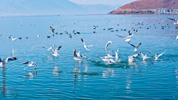 Obraz Seagulls on the water surface
