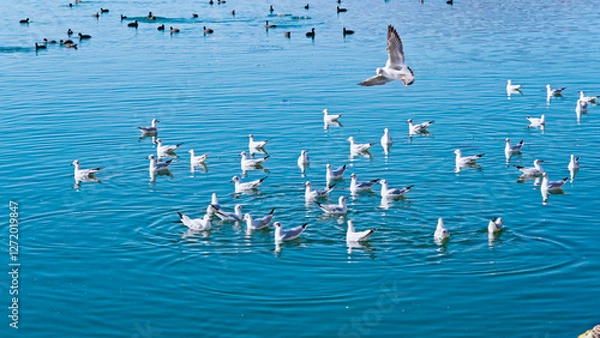 Obraz Seagulls on the water surface