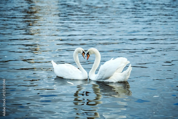 Obraz Mute Swans i Kaczki