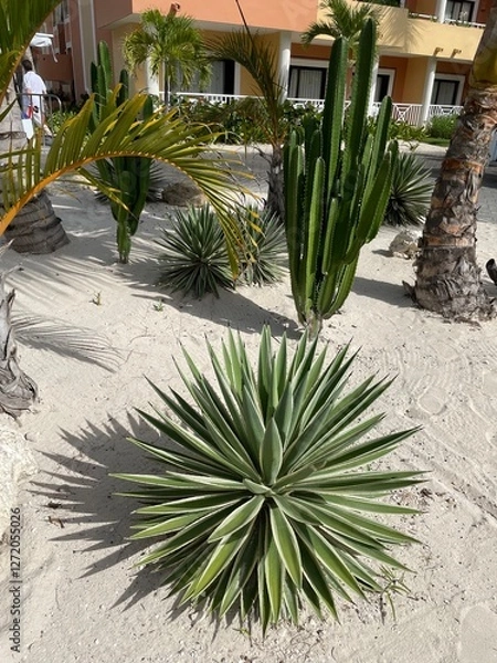 Obraz oasis in the desert