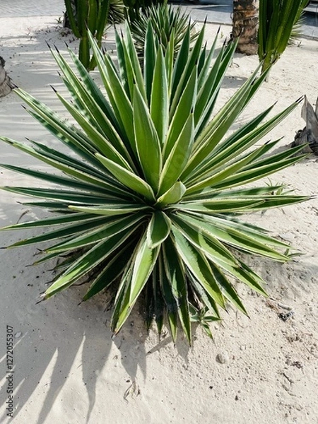 Obraz aloe vera plant