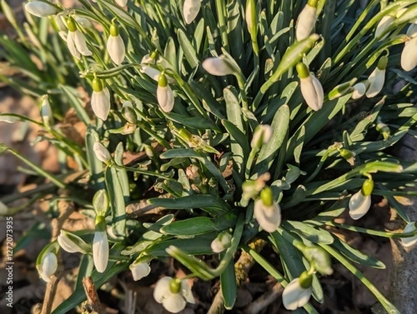 Obraz green olives on tree
