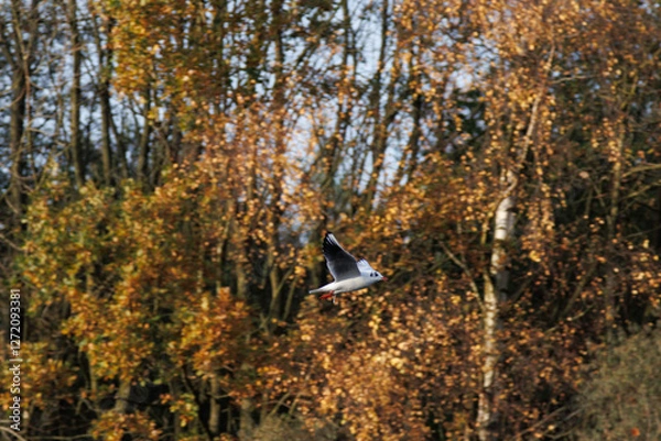 Obraz seagull among golden trees