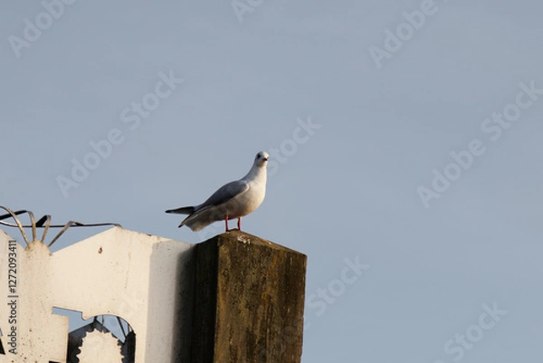 Fototapeta seagull on wood pole