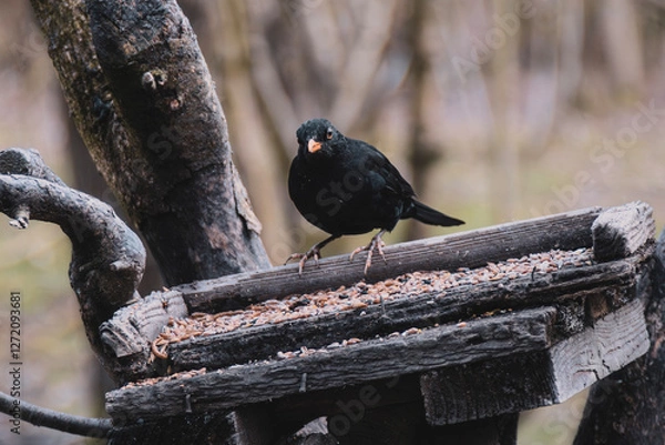 Fototapeta bird on bird feeder