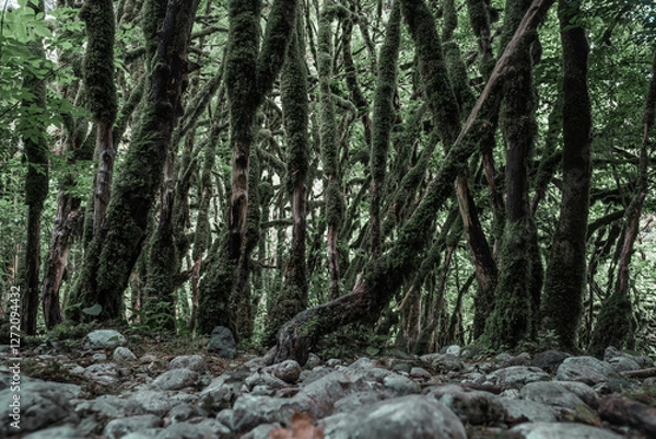 Fototapeta View in the mountain forest