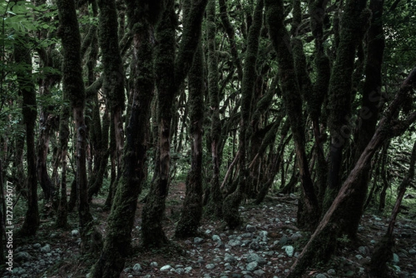 Fototapeta View in the mountain forest