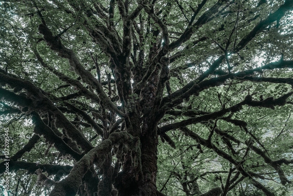 Fototapeta View in the mountain forest