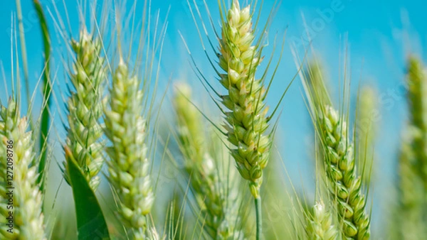 Fototapeta Close up of wheat ears in wheat fields