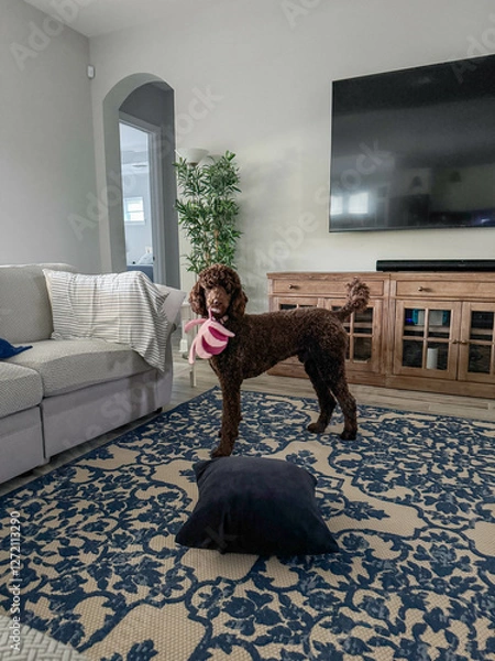 Obraz A Brown Standard Poodle playing with a stuffed toy