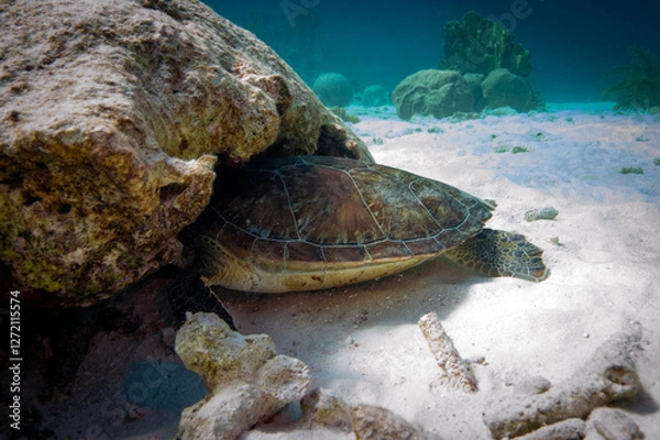 Obraz Green Turtle Resting Beneath a Rock
