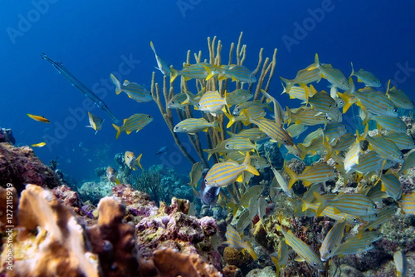 Obraz Trumpetfish and Grunts in Bonaire