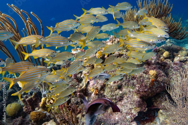 Obraz Grunts on the Reef in Bonaire