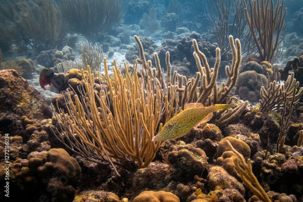 Obraz Scrawled Filefish in Bonaire