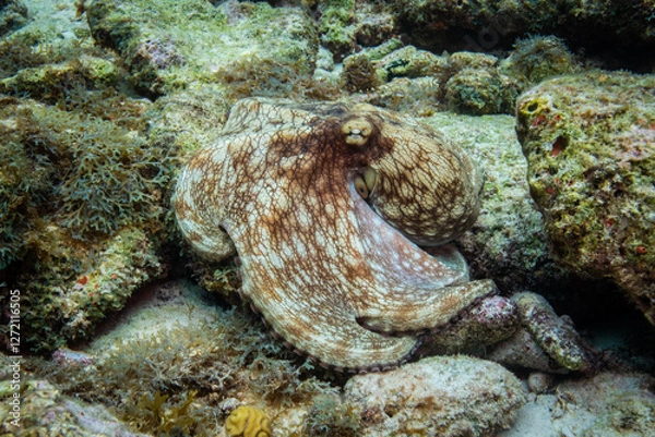 Obraz Common Octopus in Bonaire
