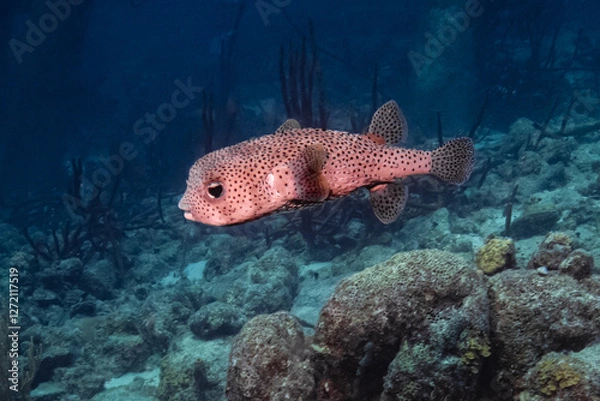 Obraz Pufferfish at Salt Pier in Bonaire 