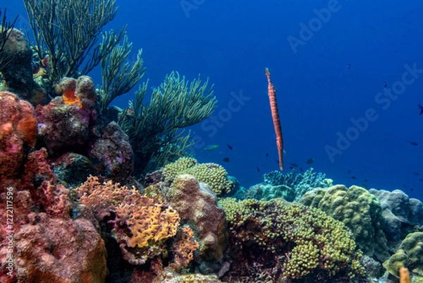 Obraz Trumpetfish Floating Over Coral in Bonaire 