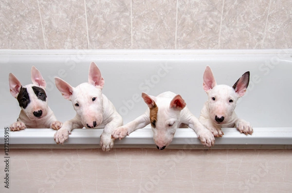 Obraz Four miniature bull terrier puppies in a bathtub looking at the camera