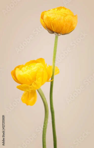 Fototapeta Two yellow ranunculus flowers