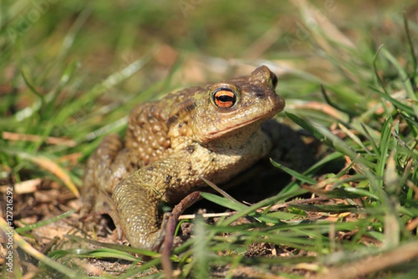 Fototapeta BUFO BUFO-ROPUCHA