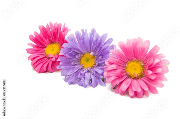 Fototapeta aster flower