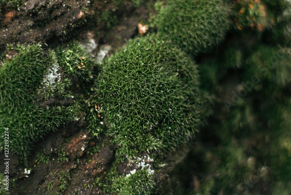 Fototapeta moss on the tree