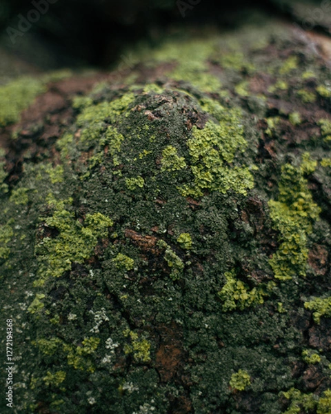 Fototapeta moss on the tree
