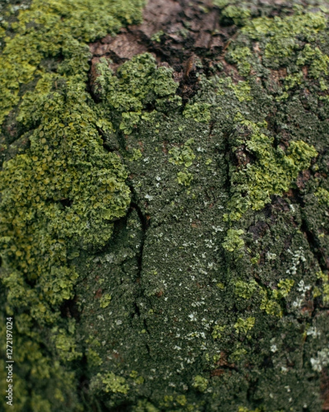 Fototapeta moss on  the tree