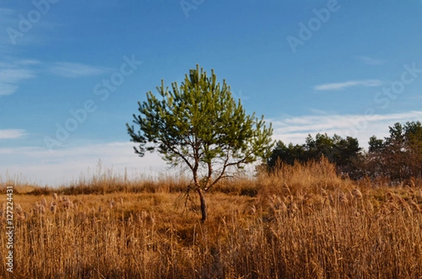Fototapeta Tree in the field