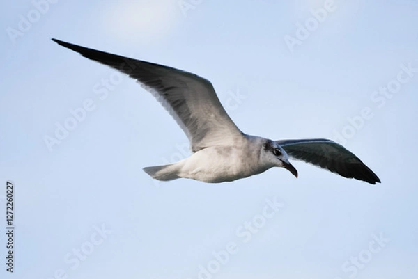 Fototapeta seagull in the sky