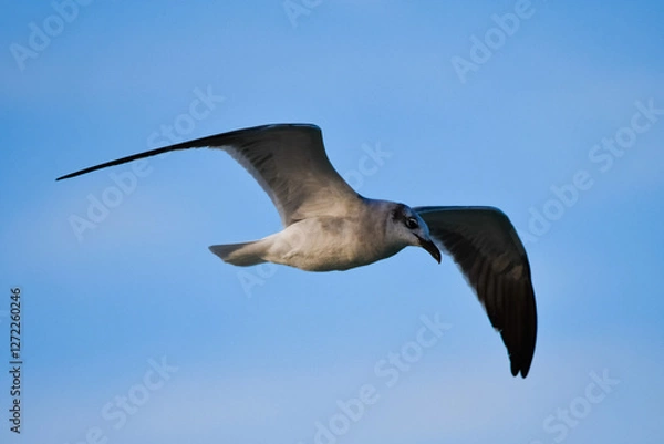 Fototapeta seagull in flight