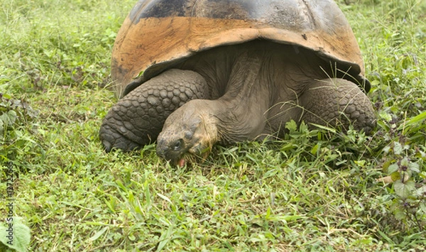 Obraz Giant Galapagos Tortoise