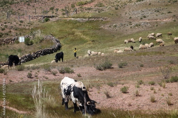 Fototapeta Open farm