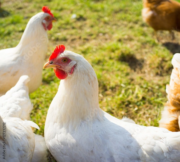 Fototapeta Free range foraging chickens at organic farm
