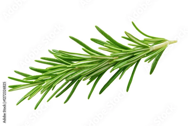Fototapeta Green leafy plant with a long stem, isolated