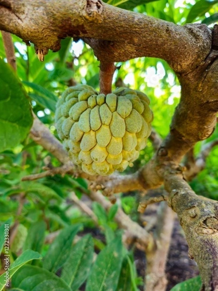 Obraz Custard apples