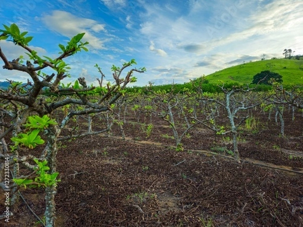 Obraz Rural plantation