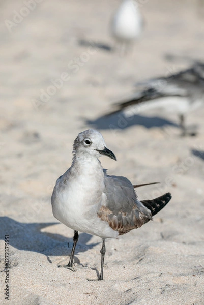 Fototapeta Herring Gull Resting by the Shore in Puerto Progreso, Yucatán