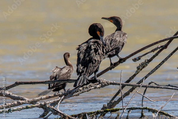 Obraz Neotropical Cormorants Resting on Branches Over Water in Natural Wetland Habitat rio lagartos merida yucatan